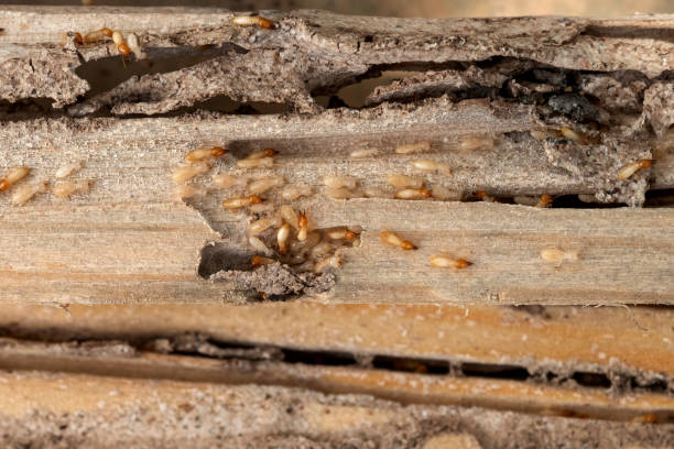 Masontown, PA Pest Control Company